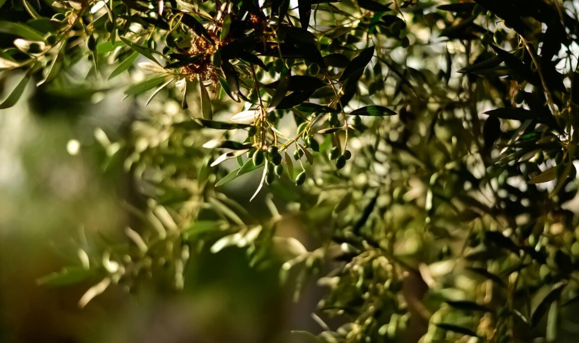 Pexels Juliasakelli 1047312 1170x694